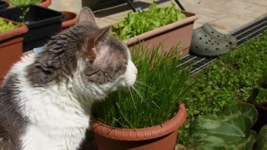 Beyaz bir kedi sessizce arka bahçede kedi nanesi yer..