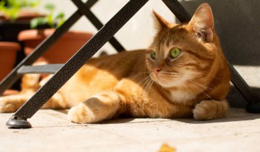 Masanın altında yatan muhteşem kırmızı bir kedi odak dışı görünüyor..