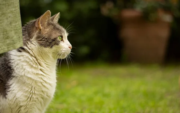 Vacker Vit Katt Fotograferad Profil Tyst Trädgården — Stockfoto