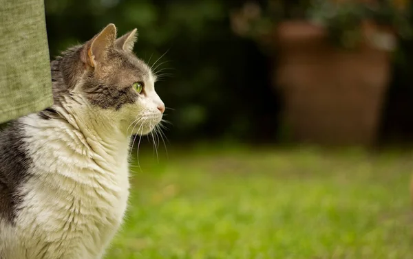 Beautiful White Cat Photographed Profile Quiet Garden —  Fotos de Stock