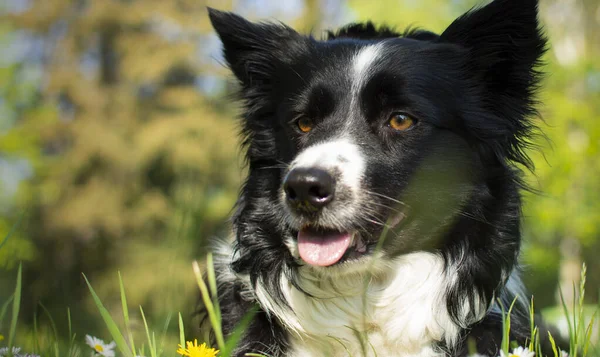 花の牧草地で幸せ国境の犬の上に美しい閉じる — ストック写真