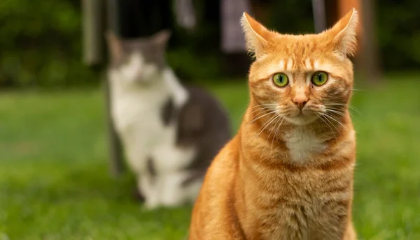 Vacker Röd Katt Sitter Trädgården Ser Direkt — Stockfoto