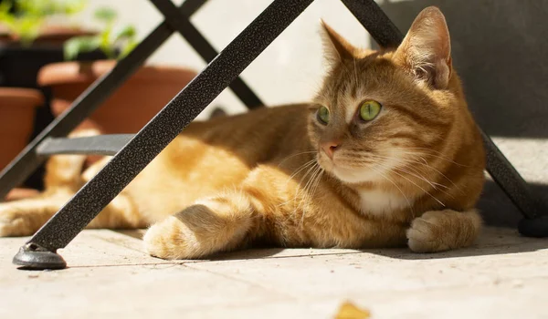 Eine Hinreißende Rote Katze Die Unter Einem Tisch Liegt Sieht — Stockfoto