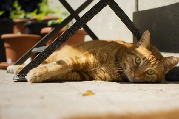 Gato Rojo Maravilloso Mira Habitación Que Miente Lejos Del Calor —  Fotos de Stock