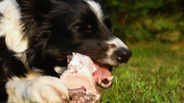 Ένα Όμορφο Κοντινό Πλάνο Ενός Πεινασμένου Και Ικανοποιημένου Σκύλου Που — Αρχείο Βίντεο