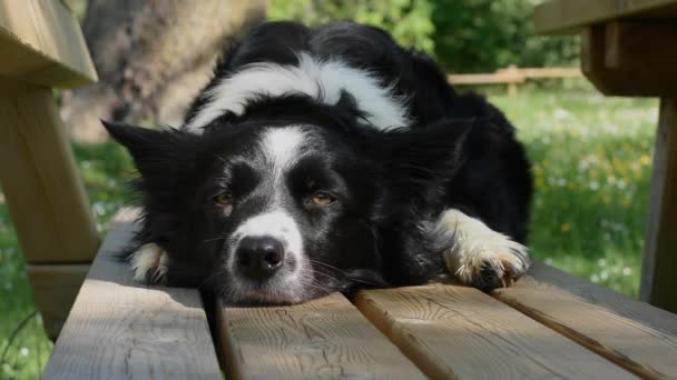Een Prachtige Border Collie Puppy Hond Dommelt Een Park Bank — Stockvideo