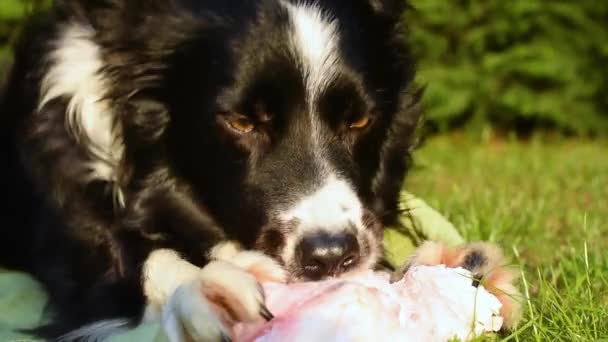 Close Border Collie Puppy Dog Relieves His Stress Nibbling Bone — Video