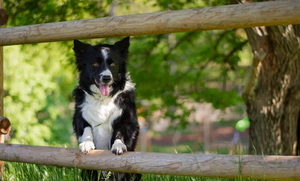 Curioso Cucciolo Confine Collie Arrampica Sulla Recinzione Vedere Cosa Succede — Foto Stock