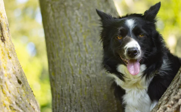 Şirin bir çoban köpeği burnuyla bir ormanın ağaçlarından çıkar.
