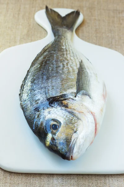 Fish-Dorado — Stock Photo, Image