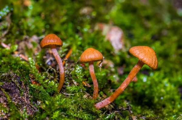 Mushroom — Stock Photo, Image