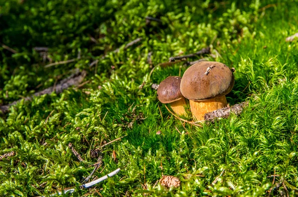 Paddenstoel — Stockfoto