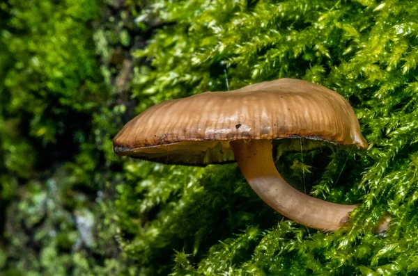 Mushroom — Stock Photo, Image