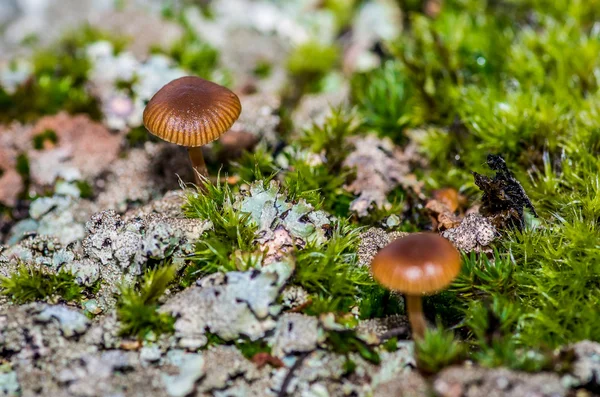 Paddenstoel — Stockfoto