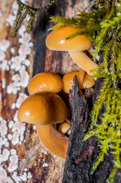 Mushroom — Stock Photo, Image