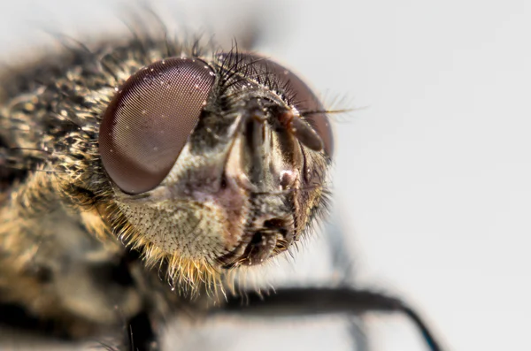 Detalle de mosca — Foto de Stock