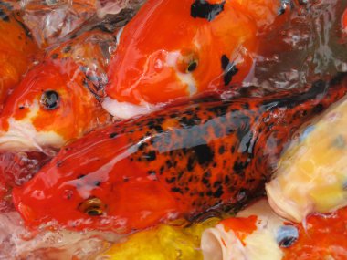 Koi balık serisi 07