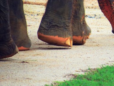 Elephant's feet 2 clipart