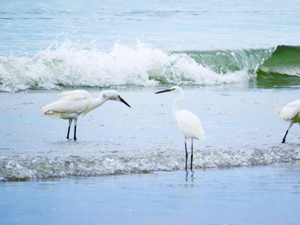 Vita hägrar bada i havet — Stockfoto