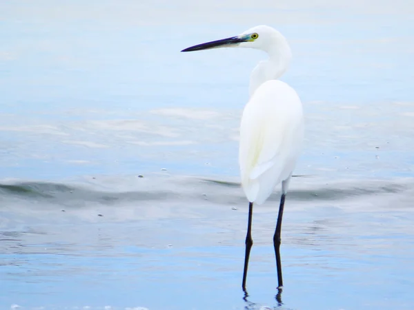 Vita hägrar havet fågel närbild 6 — Stockfoto