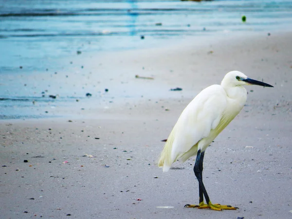 Vita hägrar på stranden vid en strand — Stockfoto