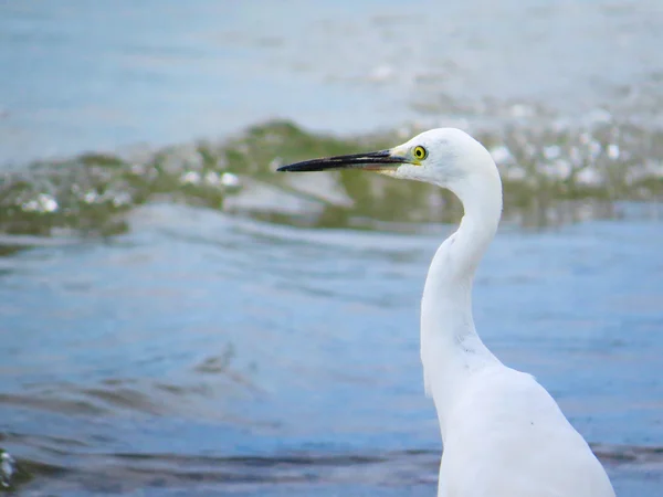 Aigrette blanche Oiseau de mer Gros plan 2 — Photo