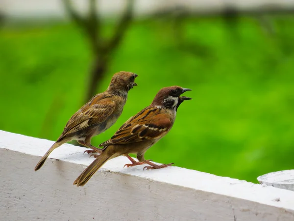 Casal de Pine Siskin Birds cantando um para o outro — Fotografia de Stock