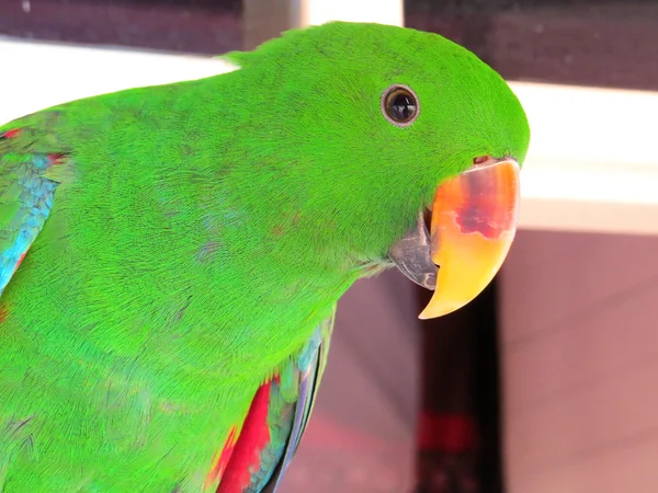 Verde Masculino Eclectus Papagaio posando para a câmera — Fotografia de Stock