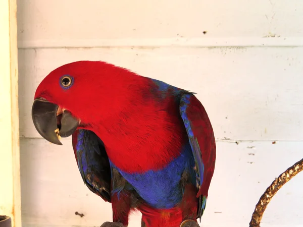 Femme Eclectus perroquet manger une noix — Photo