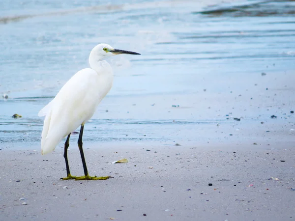 Witte zilverreiger overweegt van de oever van een strand — Stockfoto