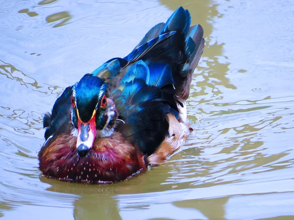 Jeune canard mandarin — Photo