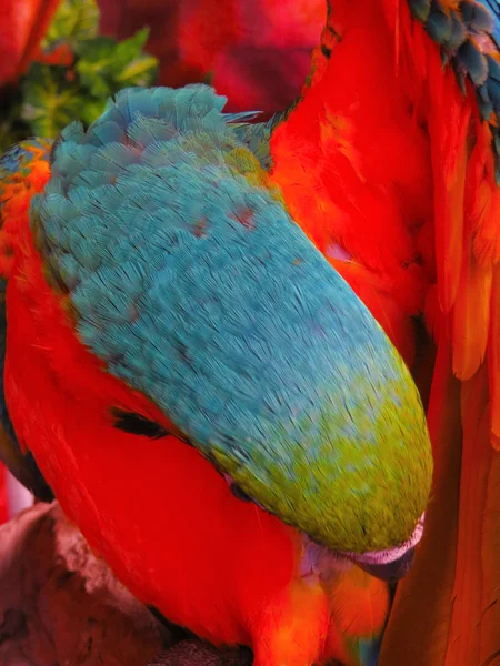 Blue and Orange Macaw Closeup — Stock Photo, Image