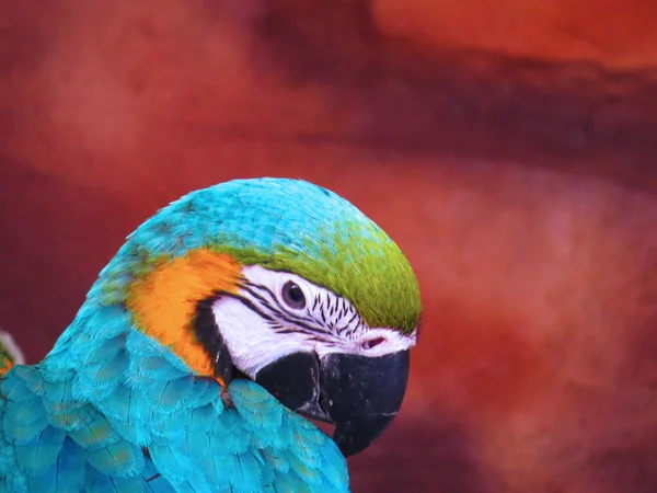 Blå och gula macaw närbild — Stockfoto