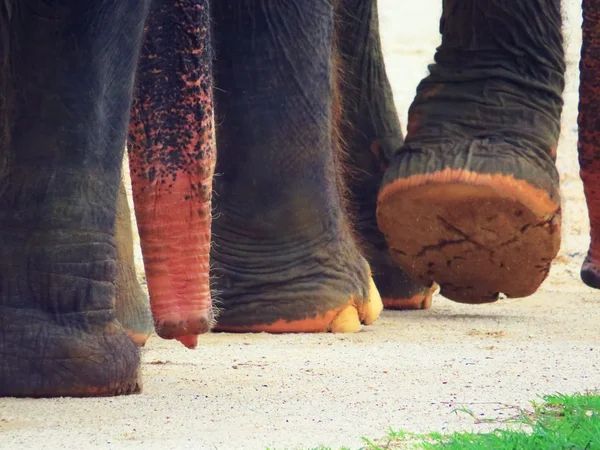 Pés de elefante — Fotografia de Stock