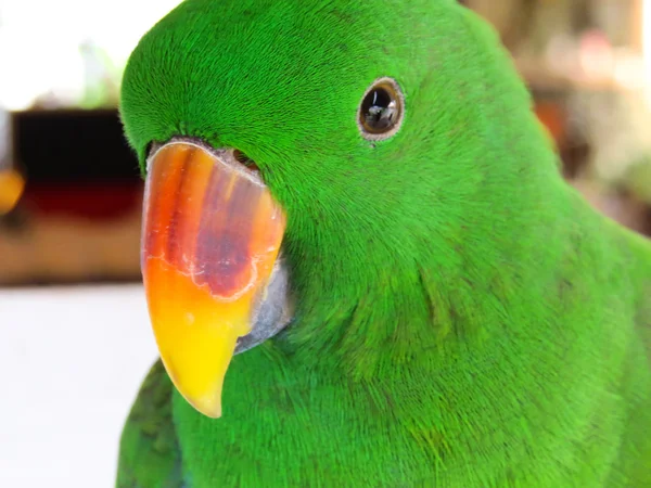 Grön hane eclectus papegoja närbild — Stockfoto