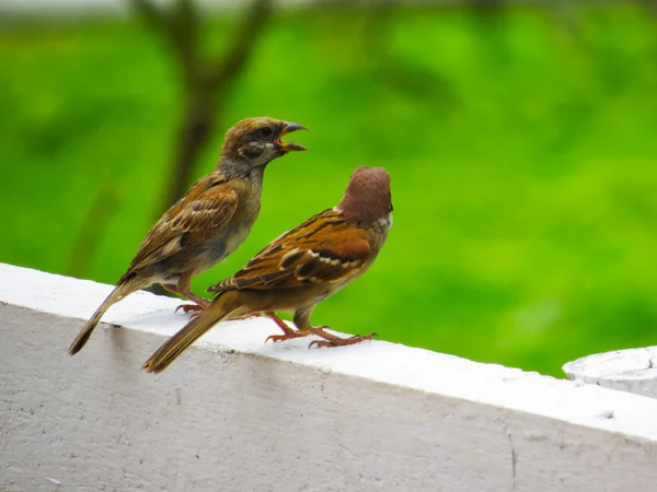 Casal de Pine Siskin Birds conversando entre si — Fotografia de Stock