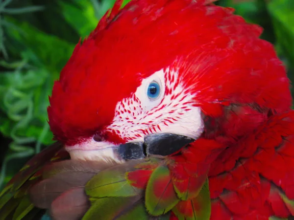 Röd papagayo Ara närbild — Stockfoto
