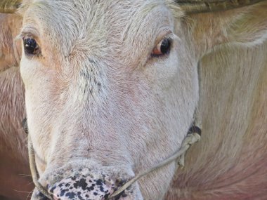 Albino Tay buffalo portre