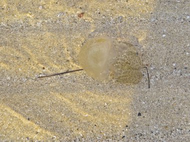 plaj kıyısında telli denizanası