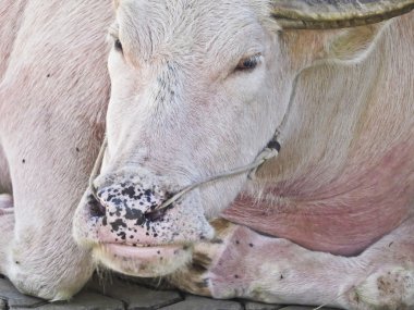 albino Tay buffalo uyku