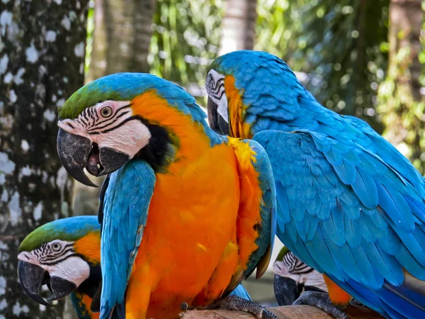 Blue and Yellow Macaws — Stock Photo, Image