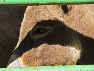 eşek gölge için arıyorsunuz