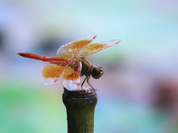 Urothemis signata signata Libélula sobre bambu — Fotografia de Stock