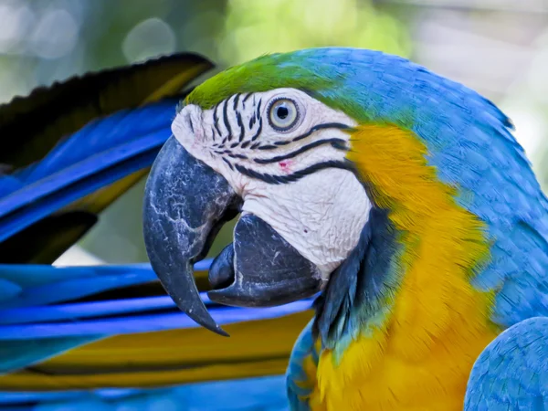 Guacamayo azul y dorado —  Fotos de Stock