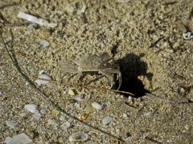kum Yengeç delikten Başlarken
