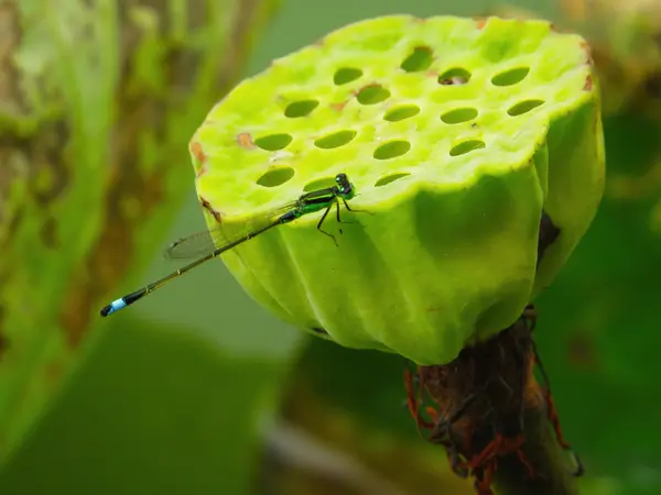 男性 agriocnemis 极小蜻蜓在荷花 — Φωτογραφία Αρχείου