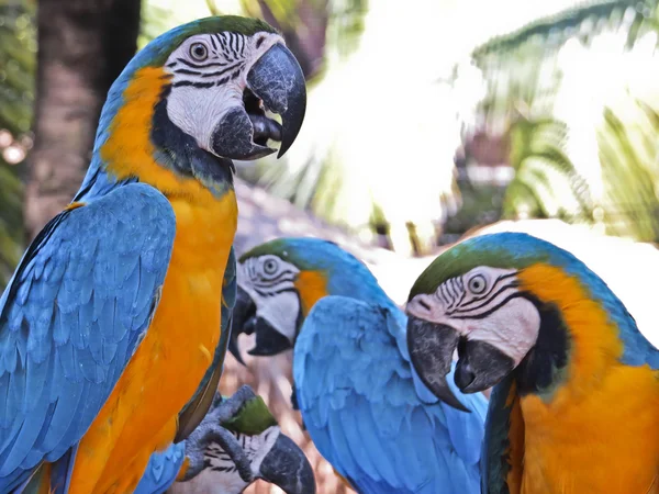 Grupo Azul e Dourado de Araras — Fotografia de Stock