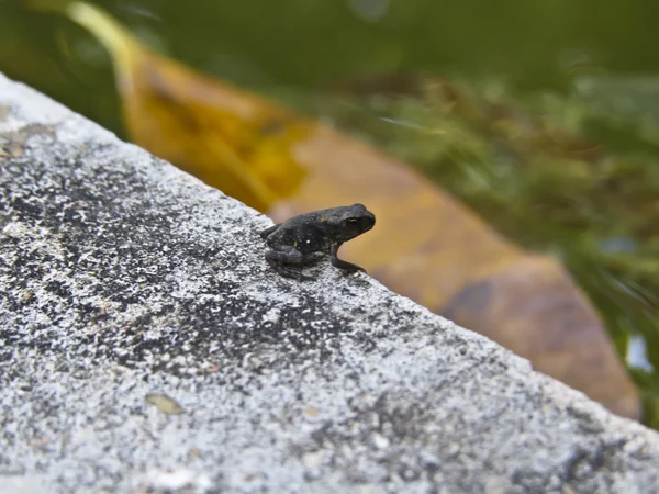 Piccola rana sul bordo dello stagno — Foto Stock