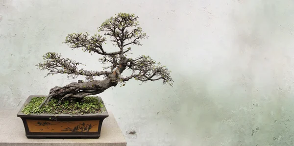 Bonsai drzewa w pobliżu starych murów — Zdjęcie stockowe