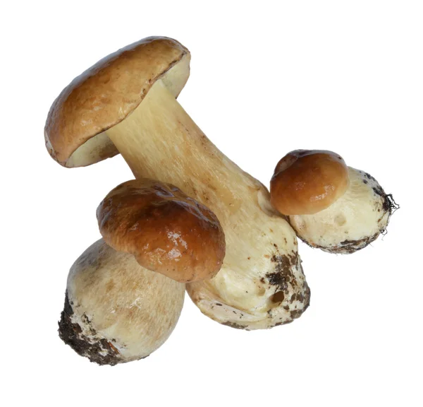 Trzy świeże grzyby jadalne — Zdjęcie stockowe